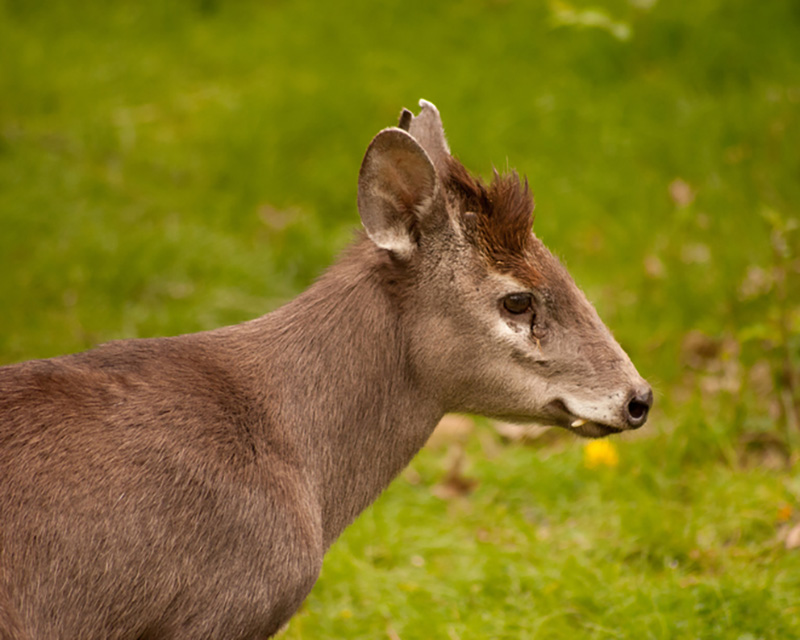 3 tufted deer iStock-531197450