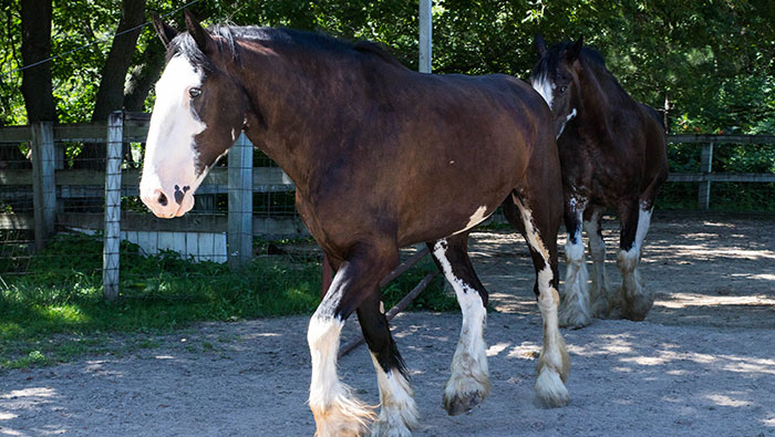 Clydesdales