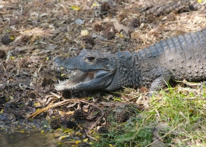 Dwarf Crocodile