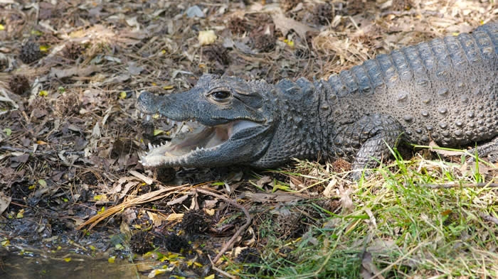 Dwarf Crocodile