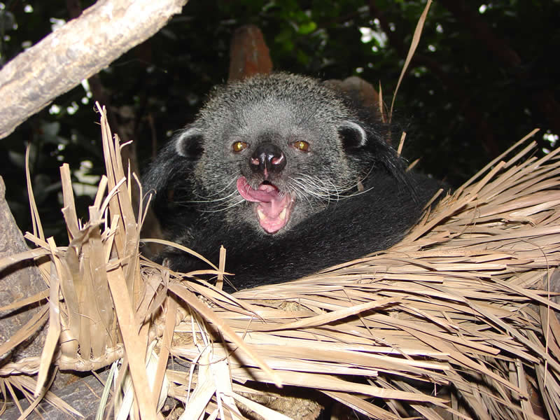 binturong3_full