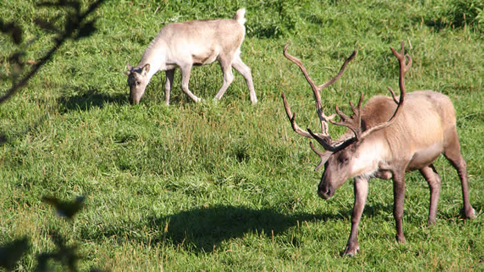 caribou1