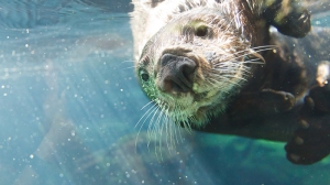 seaotters