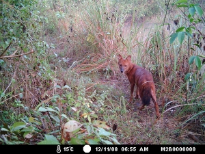 Wild dhole