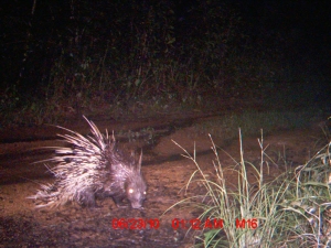 Porcupine