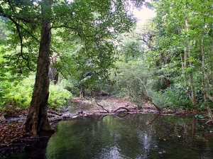 Thailand forest.