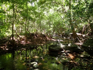 Thailand forest.