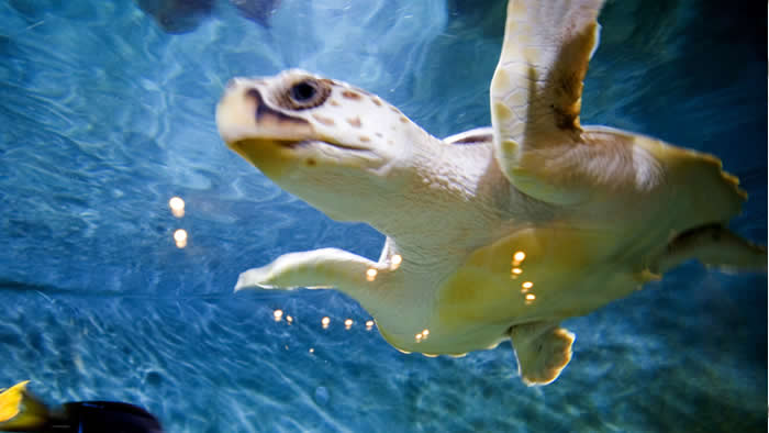 atlantic Reef