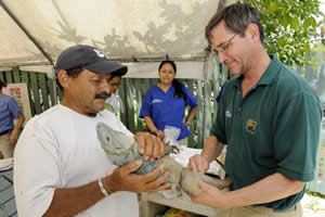 Julie-Larsen-Maher-Iguana-Project2