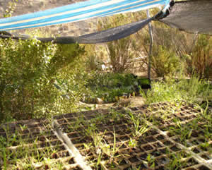Plantings-chinchilla2