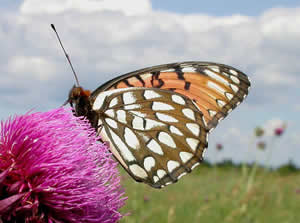 Regal_Fritillary-ventral_Reese