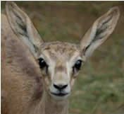 gazelle2