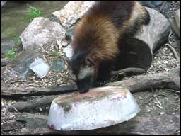 wolverine_ice_1