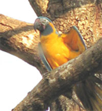BTMacaw_1