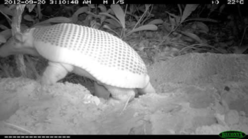 Baby giant armadillo