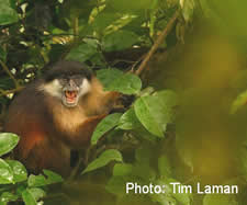 Bioko-red-colobus_Tim-Laman