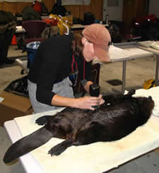 CAT2007_beaver2