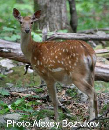 CAT2007_leopardDeer