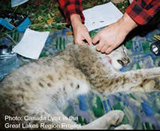 CAT2007_lynx1