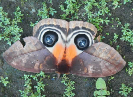 Caterpillars Project2