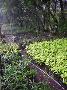 Costa-Rica_seedlings-planted2