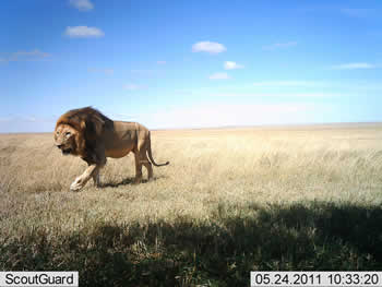 Lion