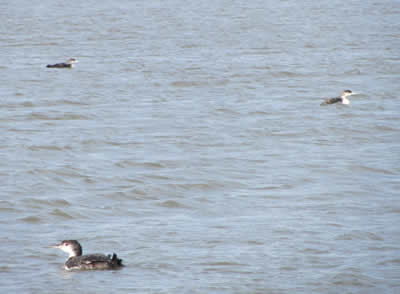 LoonOilspillI_sealProject2