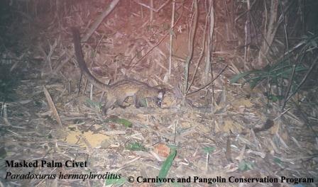 Masked-Palm-Civet