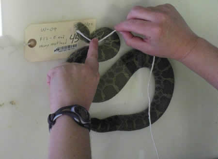 Rattlesnake measurements