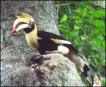 WildHornbill2