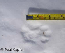 bobcat-track
