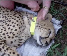 Cheetah collar