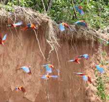 macaws-claylick_Peru