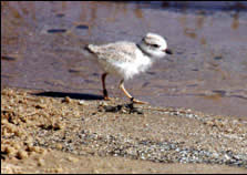 pipingPlover_2_JL