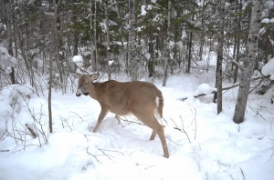 CollaredDeer