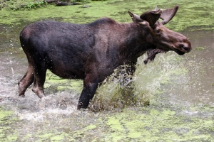 Moose in the water at the Minnesota Zoo.