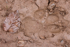 Wolf track in the mud, found in northeastern Minnesota.