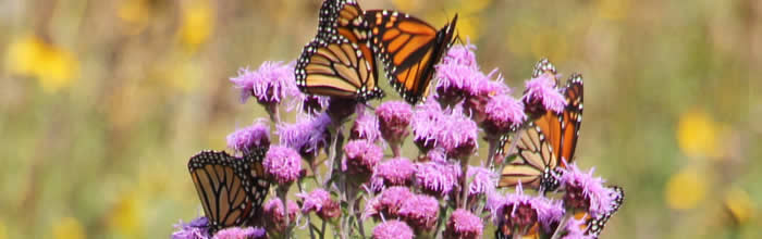 pollinators Meadow blazingstar