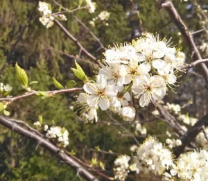American plum - Prunus americana