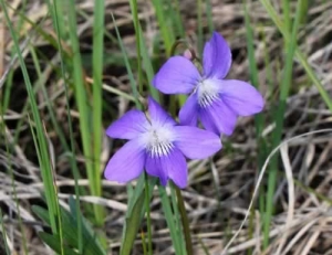 Bird's Foot Violet - Viola pedatifida - Laura Phillips-Mao