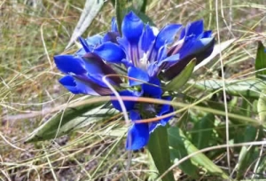 Bottle Gentiana - Gentian andrewsii
