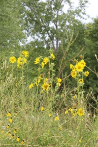 Cup Plant