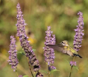 Fragrant Hyssop - Agastache foeniculum with Hummingbird-6