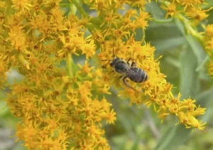 Goldenrod - Solidago sp. (2)
