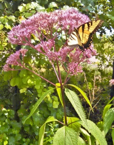 Joe-Pye-Weed
