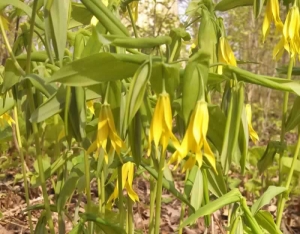 Large-flowered Bellwort - Uvularia grandiflora