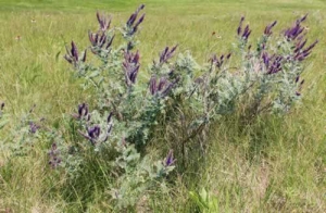 Leadplant - Amorpha canescens