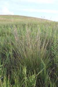 Little-bluestem