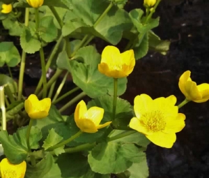 Marsh Marigold - Caltha palustris