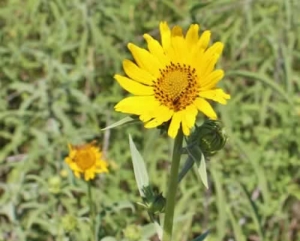 Maximilian's Sunflower - Helianthis maximilianii